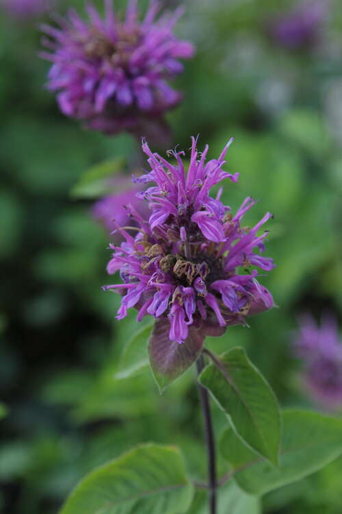 Bild von Monarda fistulosa-x-tetraploid