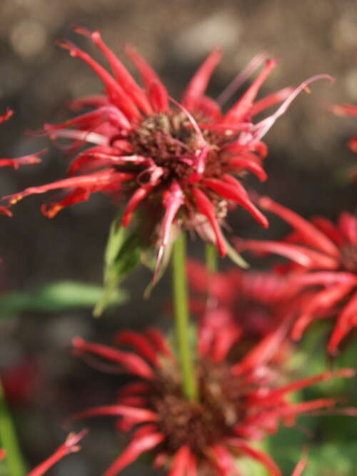 Bild von Monarda fistulosa Squaw