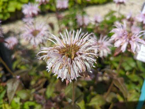 Bild von Monarda fisulosa Verbesserte-Ozark