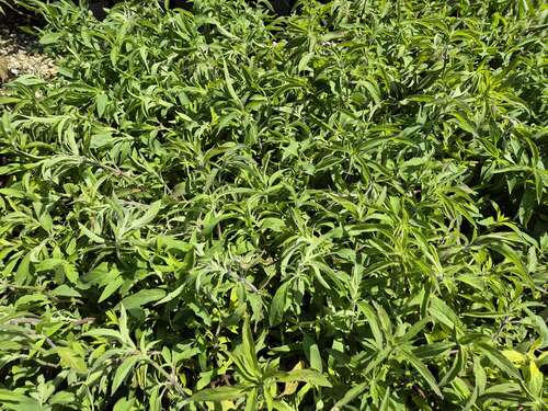 Bild von Monarda punctata