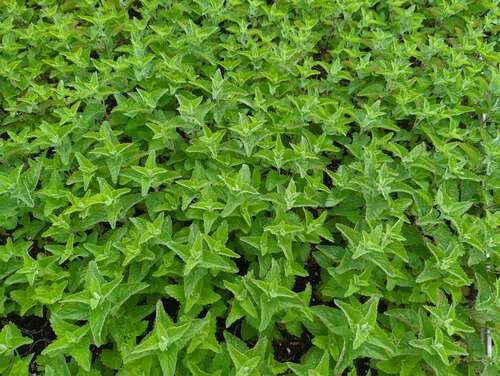 Bild von Nepeta cataria ssp. citriodora