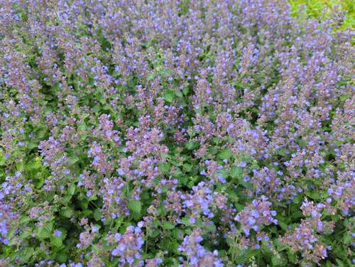 Bild von Nepeta x-faassenii Blauknirps
