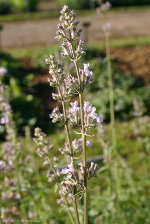 Bild von Nepeta x-faassenii Gletschereis