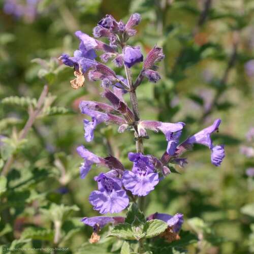 Bild von Nepeta x-faassenii Kit Kat