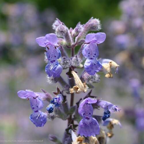 Bild von Nepeta x-faassenii Six Hills Giant
