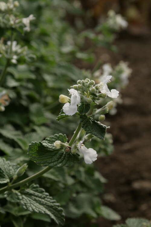 Bild von Nepeta x-faassenii Snowflakes