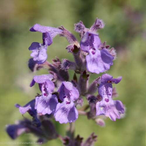 Bild von Nepeta x-faassenii Senior