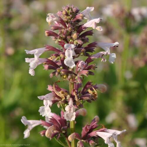 Bild von Nepeta grandiflora Dawn to Dusk
