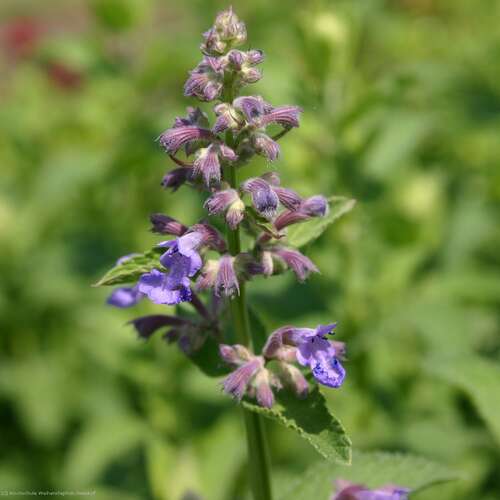 Bild von Nepeta x-grandiflorum Pool Bank
