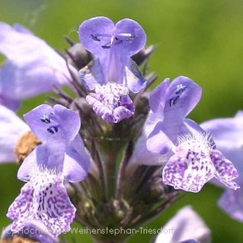 Bild von Nepeta manchuriensis Manchu Blue