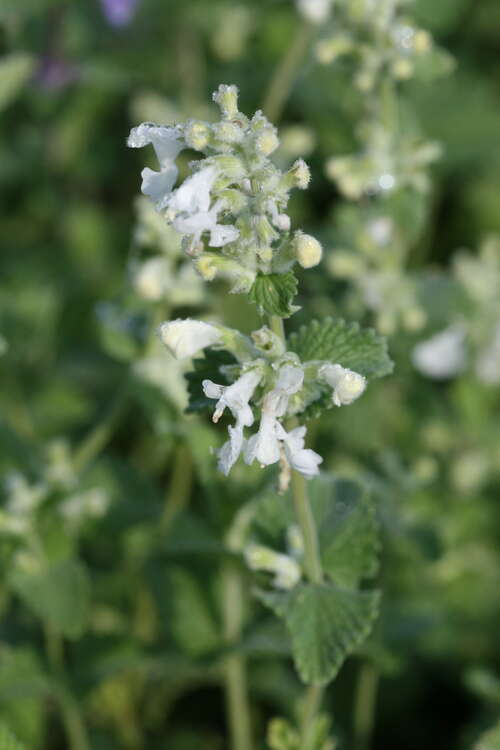 Bild von Nepeta mussinii Schneeweißchen