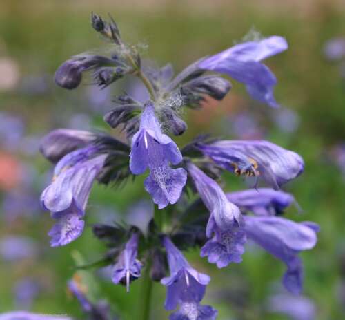 Bild von Nepeta sibirica