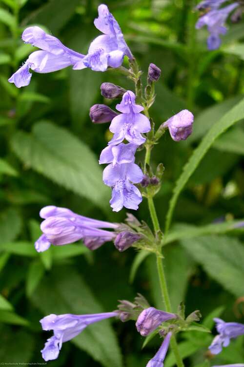 Bild von Nepeta sibirica Souv.d
