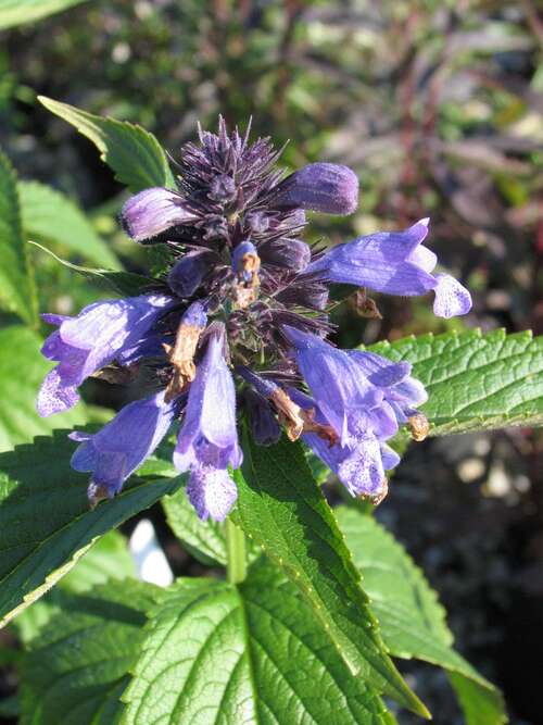 Bild von Japan-Katzenminze