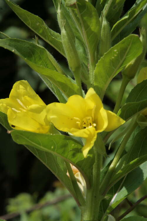 Bild von Oenothera biennis