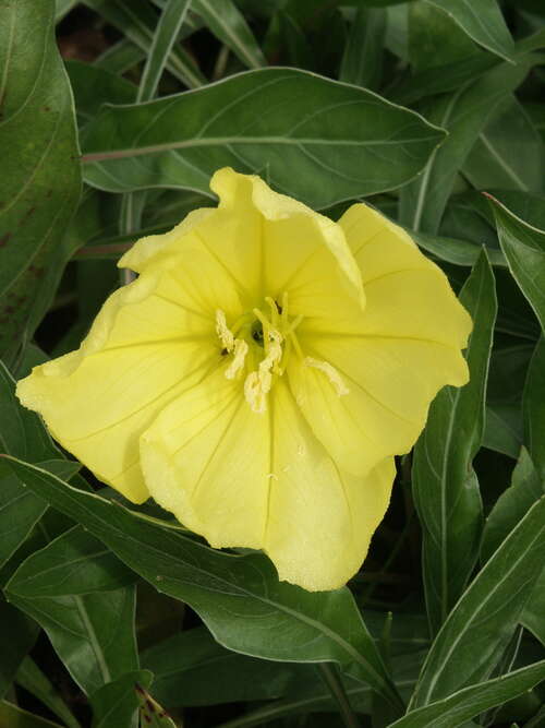 Bild von Oenothera missouriensis