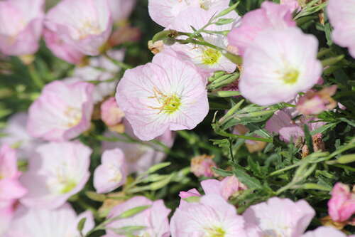 Bild von Oenothera speciosa Siskiyou