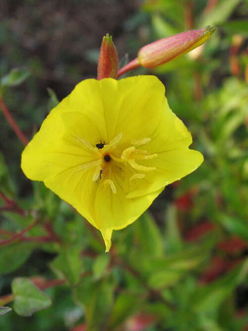 Bild von Oenothera fruticosa Fyrverkeri
