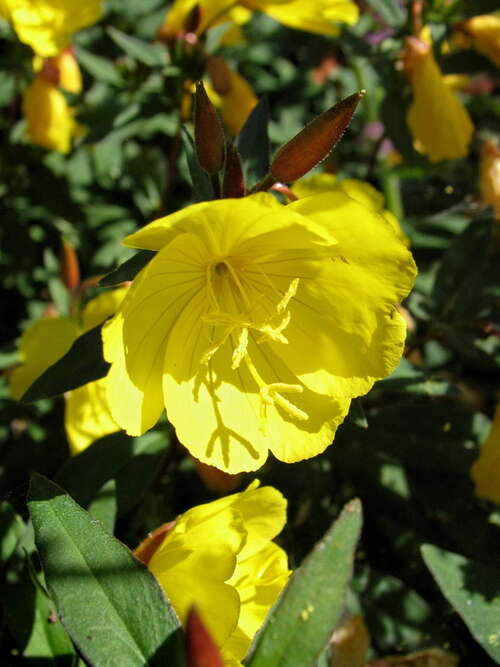 Bild von Garten-Nachtkerze