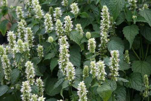 Bild von Agastache rugosa Alabaster
