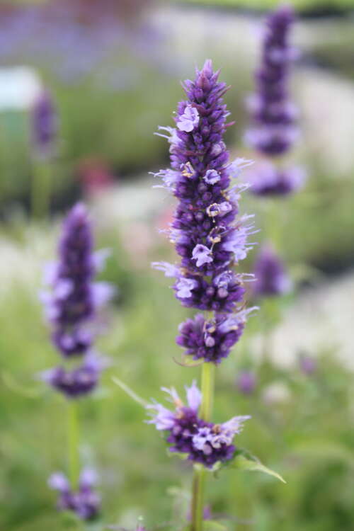 Bild von Agastache rugosa Black Adder