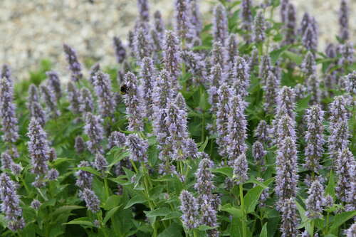 Bild von Agastache rugosa Blue Fortune