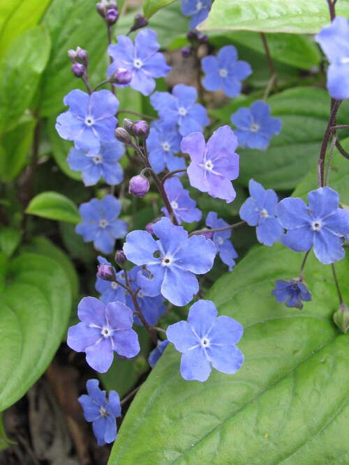 Bild von Frühlings-Gedenkemein