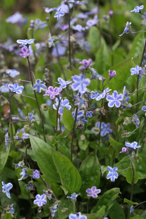 Bild von Frühlings-Gedenkemein