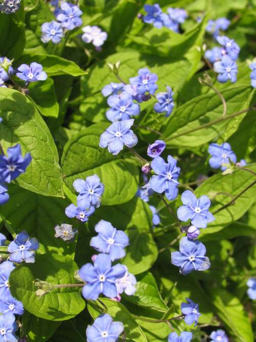 Bild von Omphalodes verna