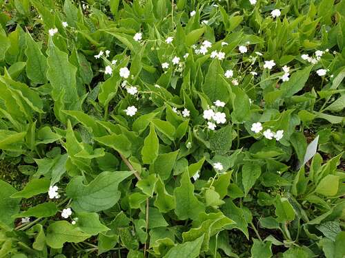 Bild von Omphalodes verna Alba