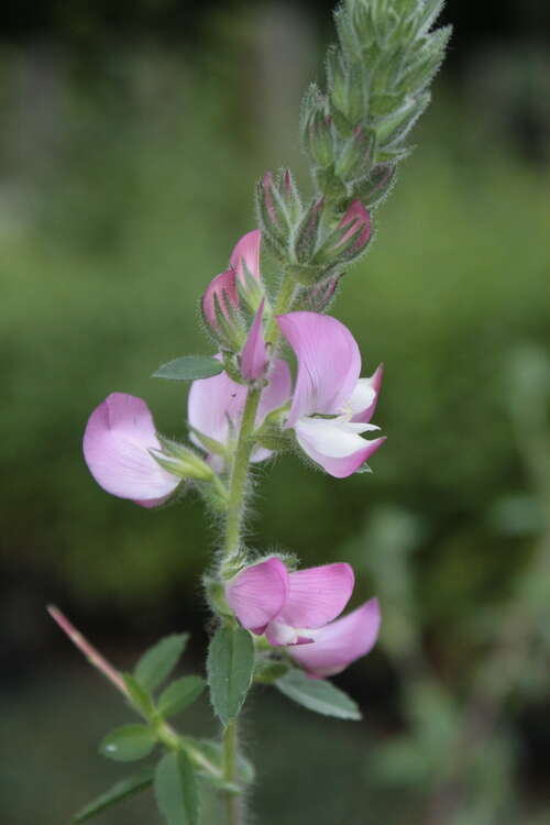 Bild von Dorniger Hauhechel