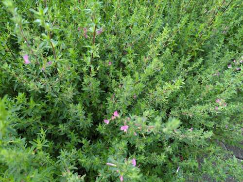 Bild von Ononis spinosa