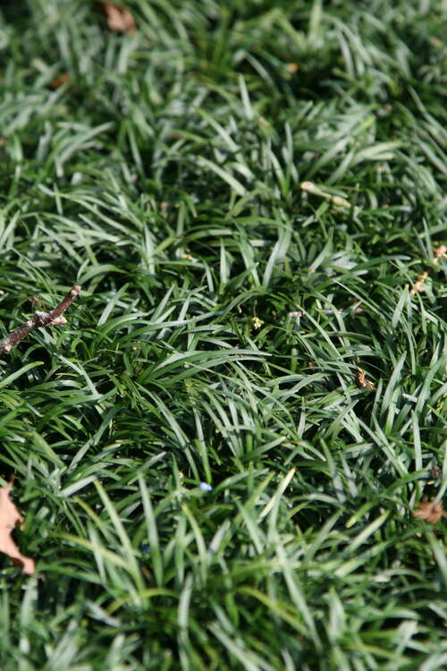 Bild von Ophiopogon japonicus Minor