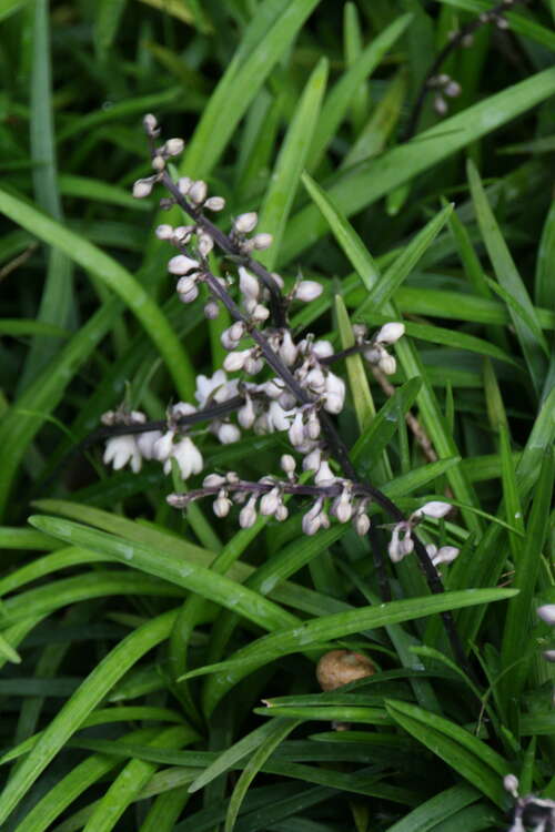 Bild von Schlangenbart