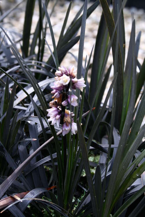 Bild von Ophiopogon planiscapus Nigrescens