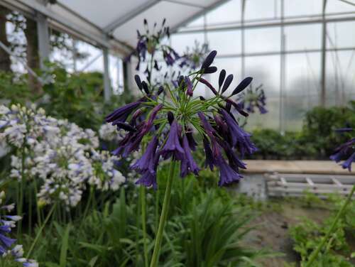 Bild von Agapanthus africanus Black Magic
