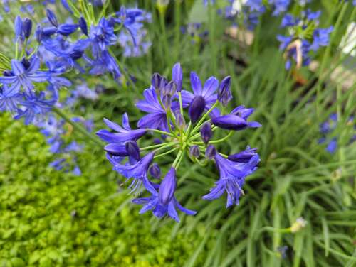 Bild von Agapanthus africanus Northern Star