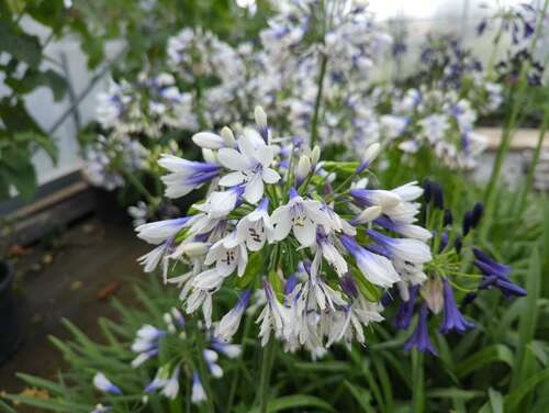 Bild von Agapanthus africanus Twister