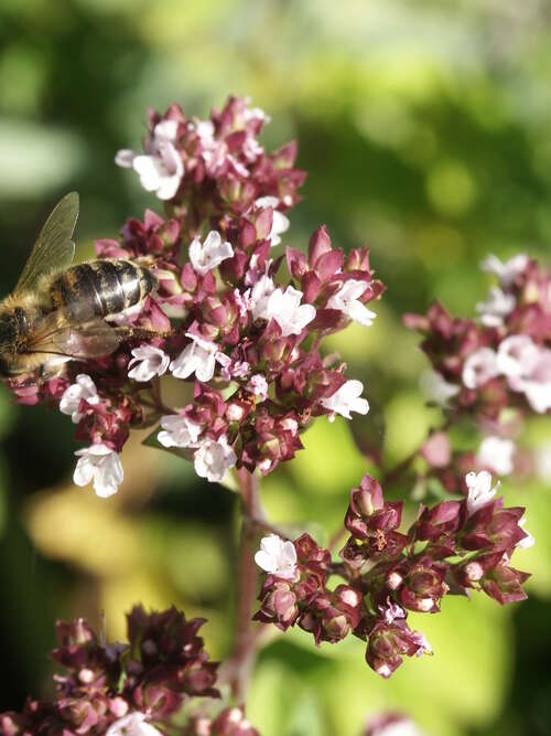 Bild von Origanum laevigatum Herrenhausen