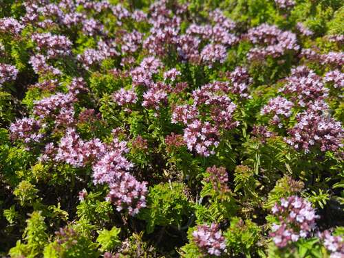 Bild von Origanum vulgare Compactum