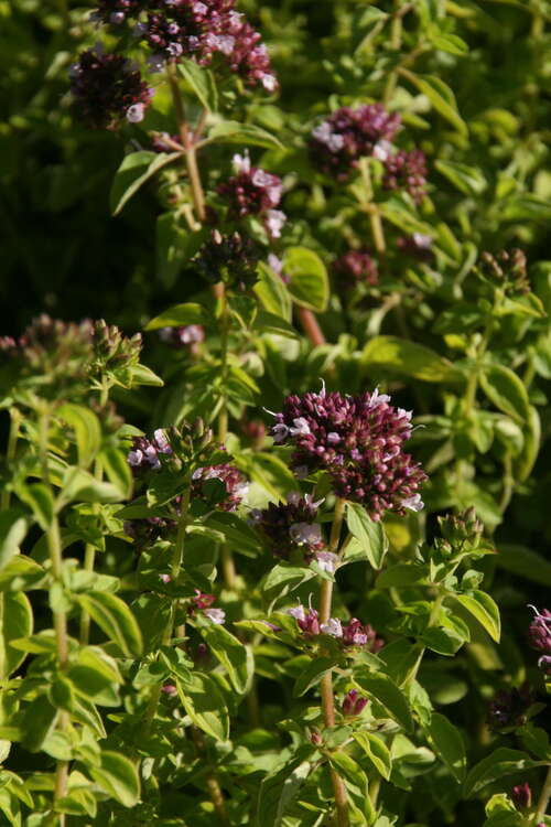 Bild von Origanum vulgare Thumbles Variety