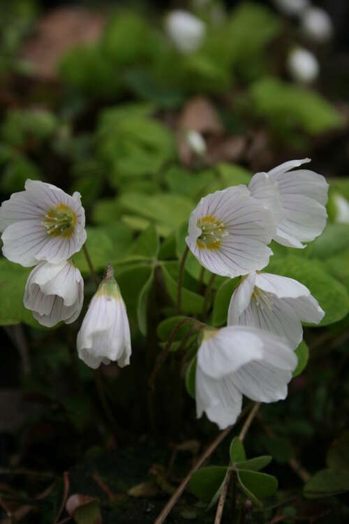 Bild von Wald-Sauerklee