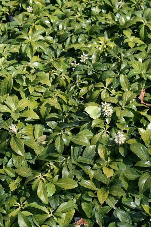 Bild von Pachysandra terminalis 24-Triebe