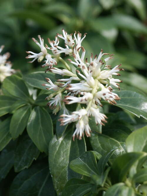 Bild von Pachysandra terminalis 57-Triebe