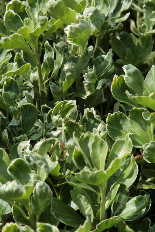 Bild von Pachysandra terminalis Variegata