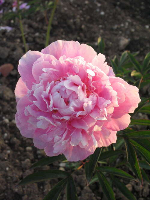 Bild von Paeonia x-lact. Alexander-Fleming