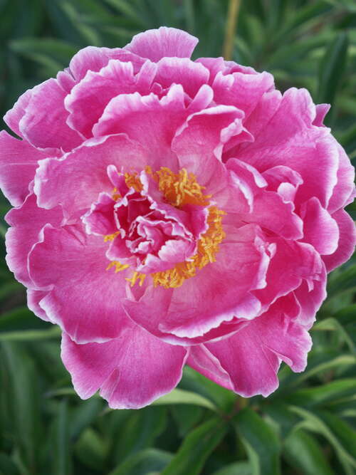 Bild von Paeonia x-lact. Auguste-Dessert