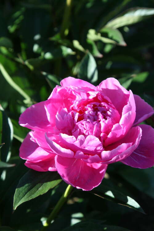 Bild von Paeonia x-lact. Antwerpen
