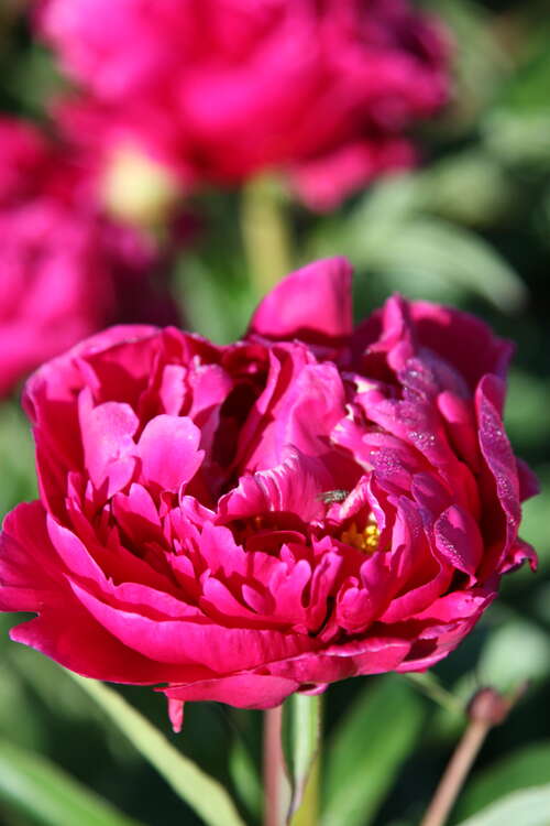 Bild von Paeonia x-lact. Adolphe Rousseau