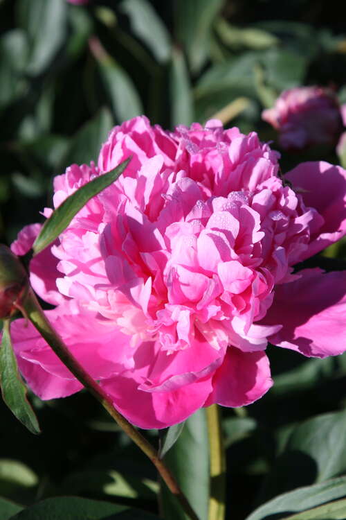 Bild von Paeonia x-lact. Amabilis
